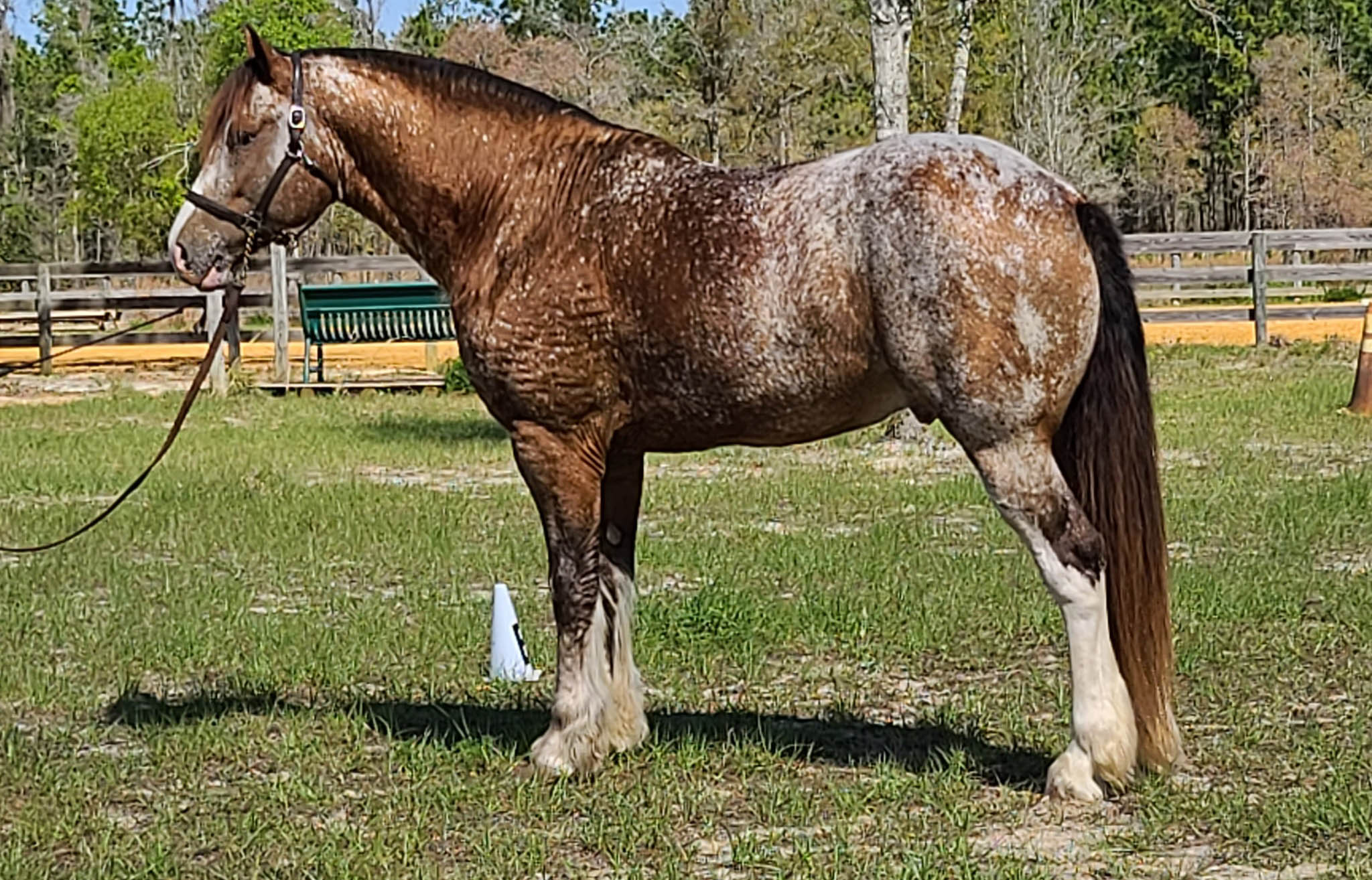 Harlequin Draft Stallion - Draft Horse Breeders